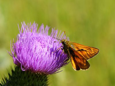 Felder-Blumen-Landwirtschaft-Schmetterling