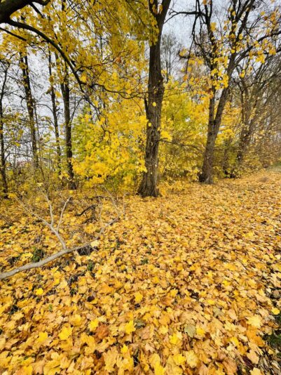 A56311AD-F290-483C-8491-64BD3EE20B49