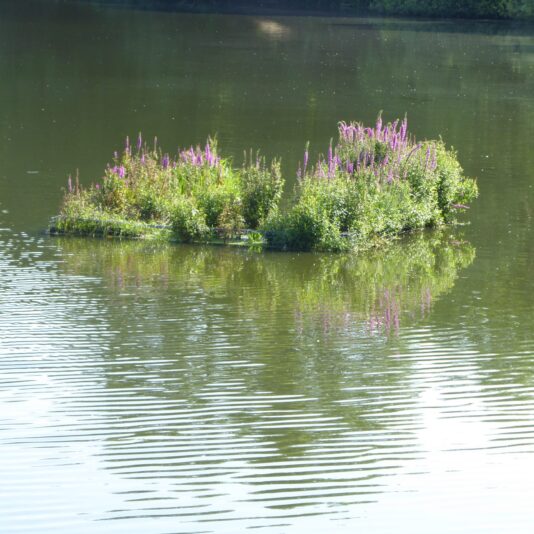 2022-07-24 Appelhoffweiher (1)