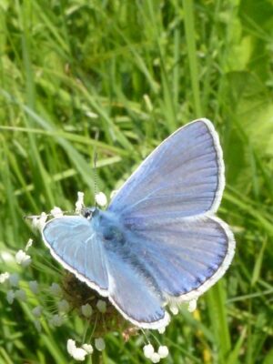 6.8.2014 Bläuling seit 1985 (227)