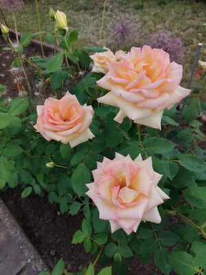 6bf14ff1-a1a0-4ef1-ae4a-f78914ea9891