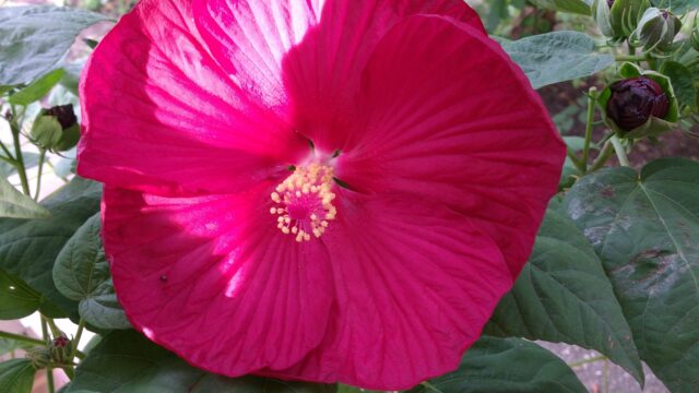 IMG_20160904_082653187