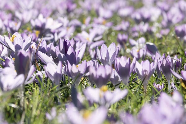 free-photo-of-natur-feld-blumen-sommer