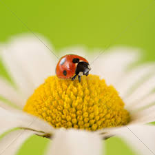 images (13)