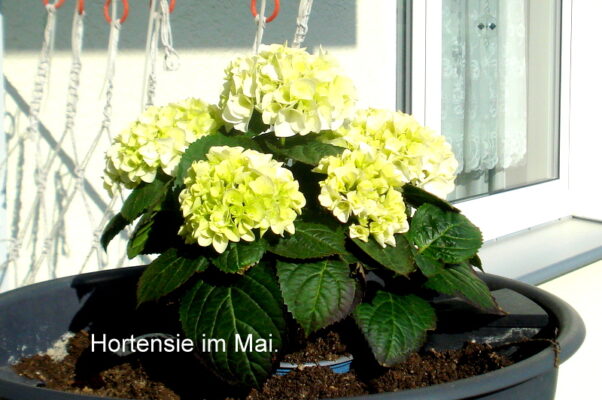 Hortensie im Mai.