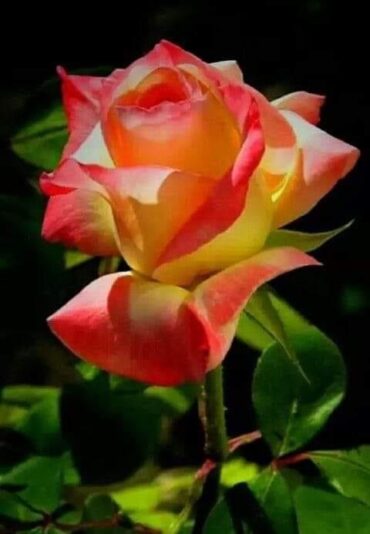 Rose gold