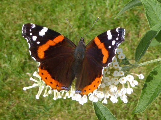 Schmetterlinge 11.9.2015 (43)