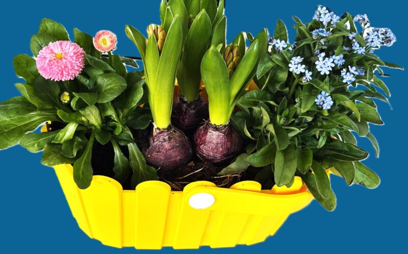 Frühblüher-Korb