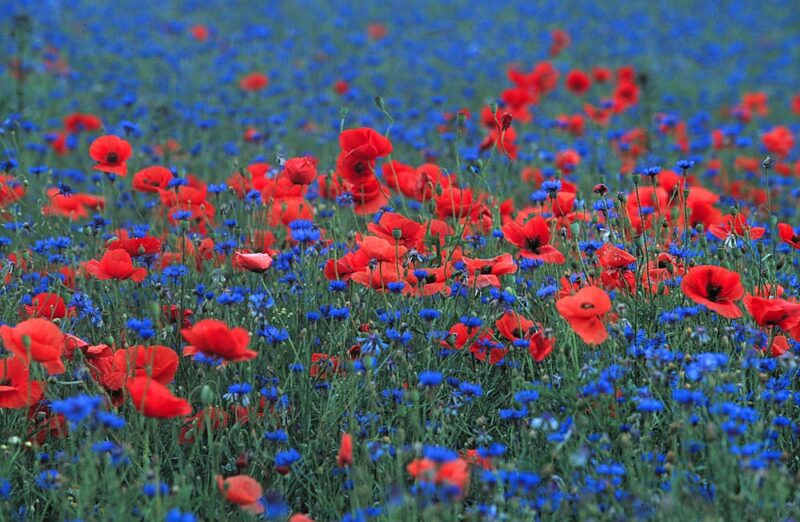 mohn-u-kornblumen-d96692a2-ea0c-4388-8d87-de2862f0d246