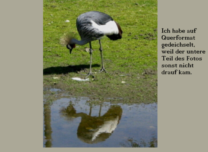 Kronenkranich 2