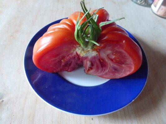 5.8.2022 Tomate von Sigi (20)