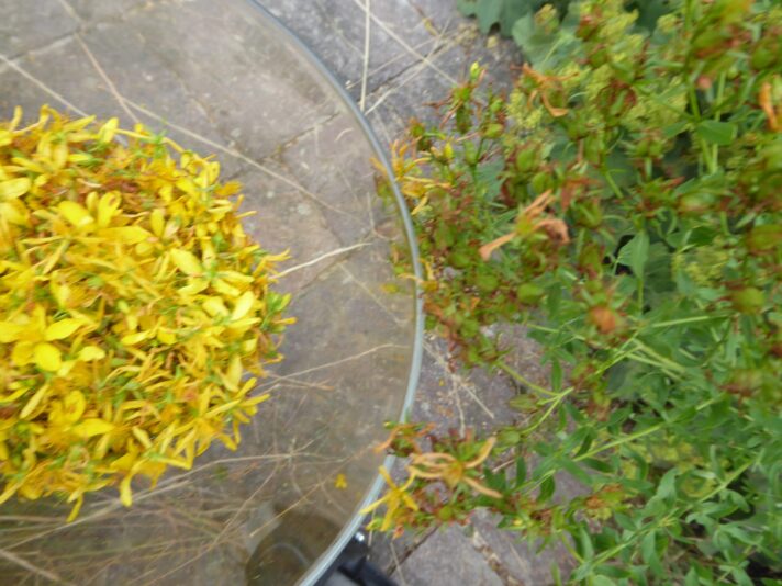 13.7.2022 Johanniskraut Ernte (3)