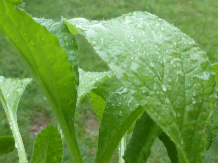 19.8.2022 endlich Regen (84)