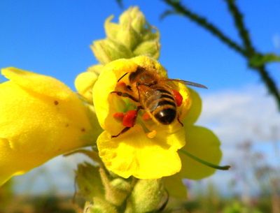 Biene-bei-der-Arbeit