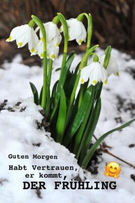 IMG_6965.JPG Frühling