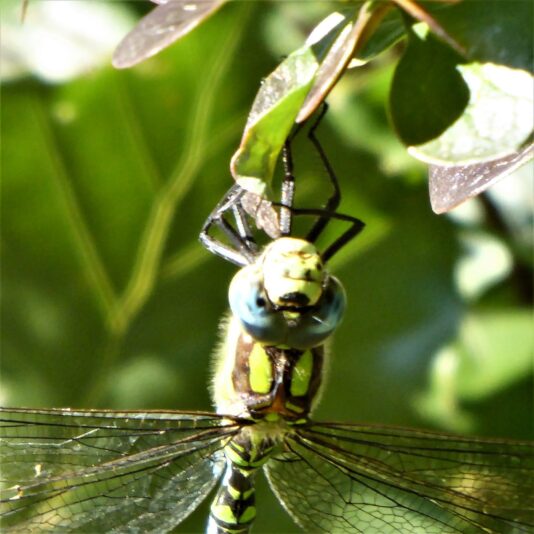 2022-09-22 Ohlsd Libelle (3)