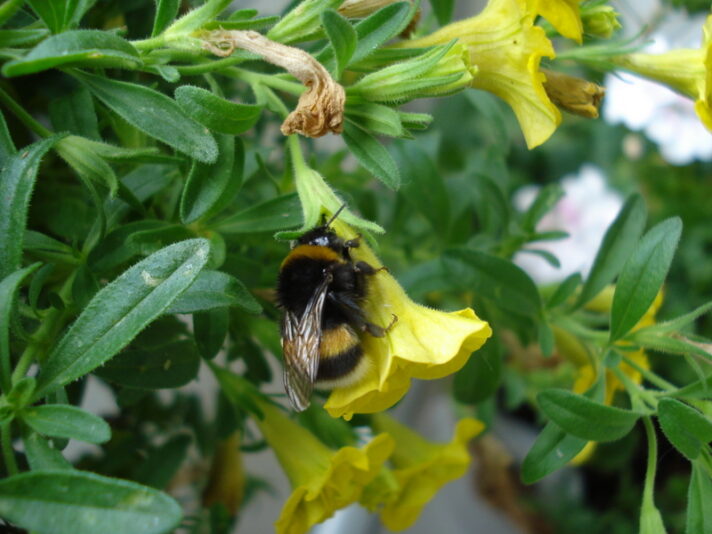 Little bummelbee.