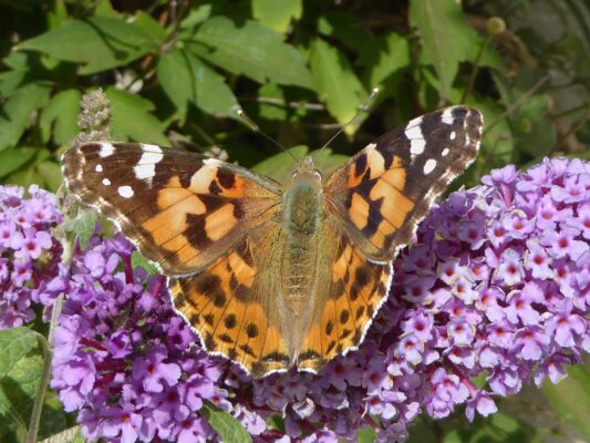 Schmetterlinge 11.9.2015 (59)