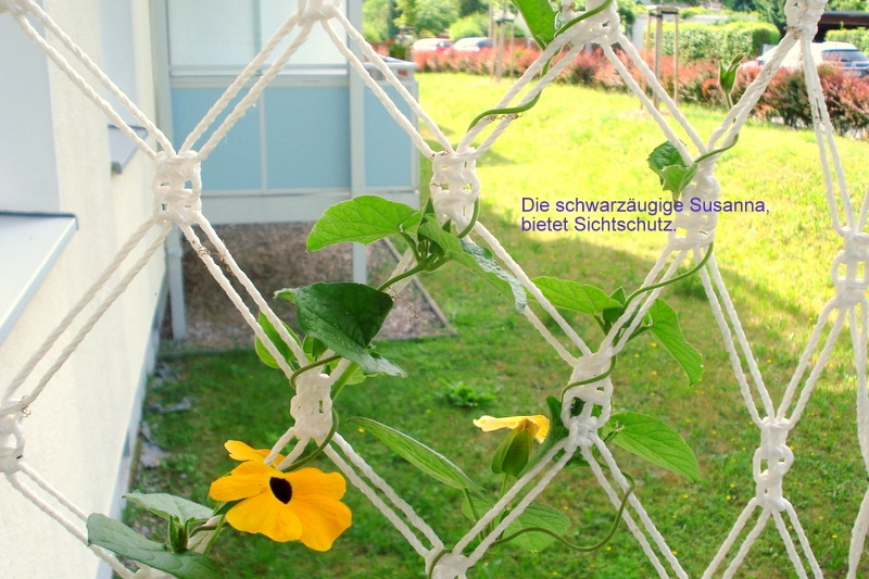 Sichtschutz.
