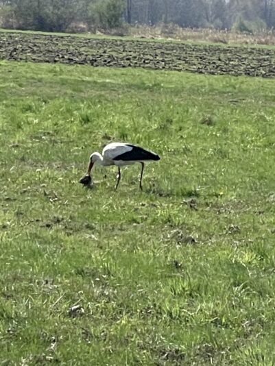 BC07E598-5DD0-4995-BB91-3DDE4A1C1B4A