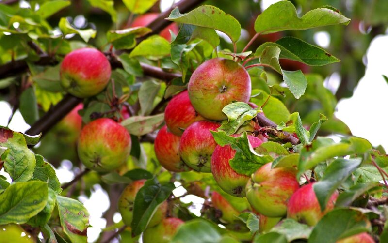 apple-1633661_1280