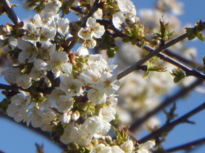 25.4.2021 Schlossgarten... (22)