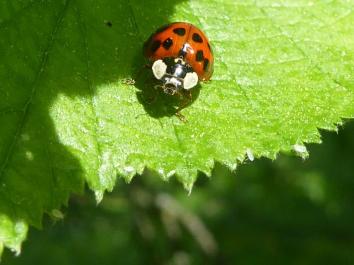 17.5.2022 Marienkäfer und grüne Laus (67)