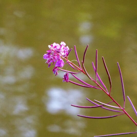 2022-09-22 FederLeicht (1)