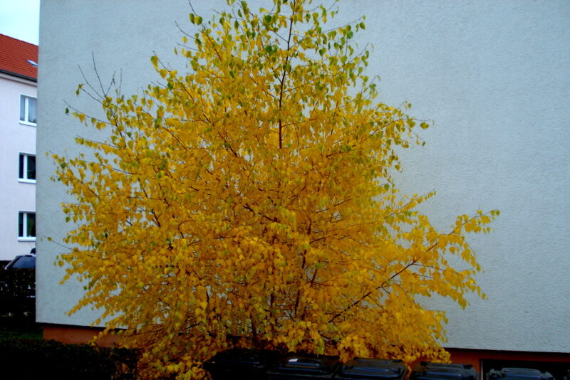 Goldene Herbstzeit. - Auch diese Birke störte und wurde abgesägt.