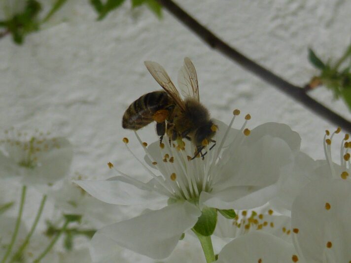 Kirschblüten 2015(37)