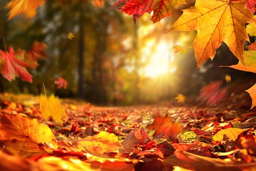 Herbst b