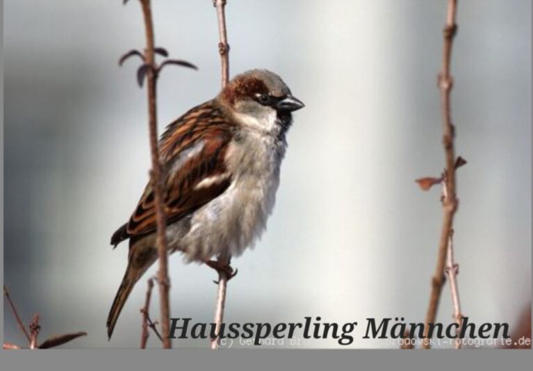 Screenshot_20231017_225840_Samsung Internet