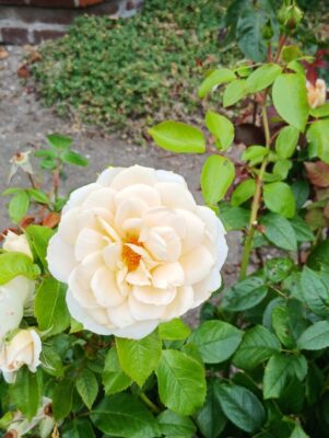 Gallery_1753179304096