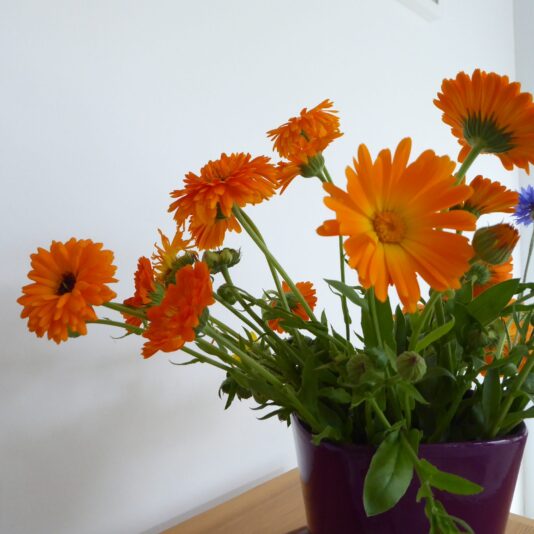 2022-07-10 blumenpflücken Wulksfelde (5)