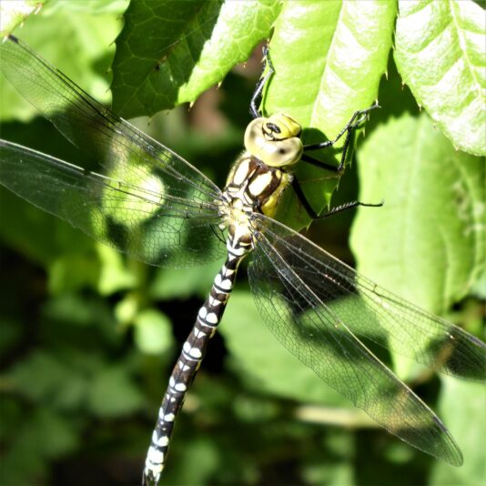 2022-07-10 Libelle am alten Bramf (6)