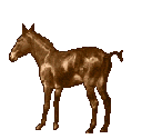 animiertes-pferd-bild-0298