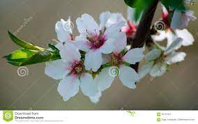 Download (11)