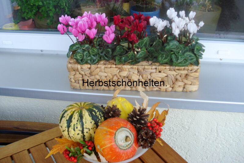 Herbstschönheiten.
