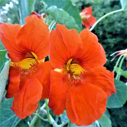 2022-07-15 Kappuzzinerkresse