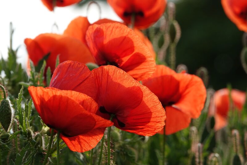 poppy-6309124_1280 (1)