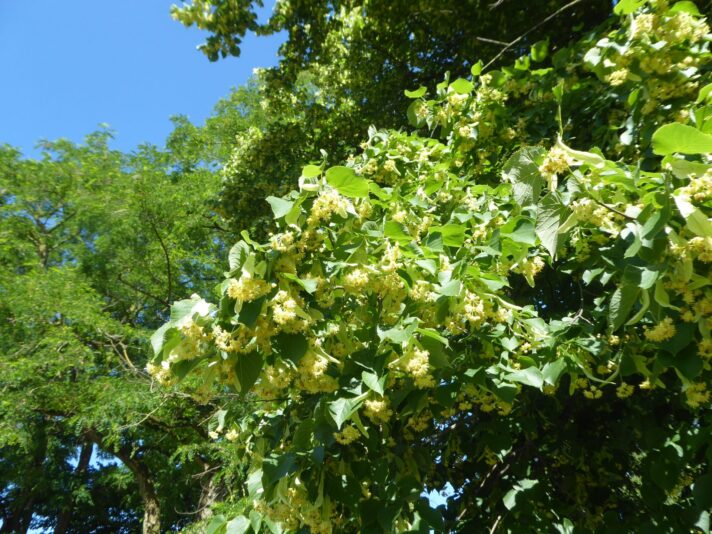 12.6.2022 bis 23. 6. Weeze (85)