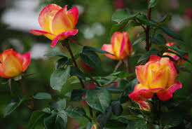 images (2)