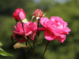 images (68)