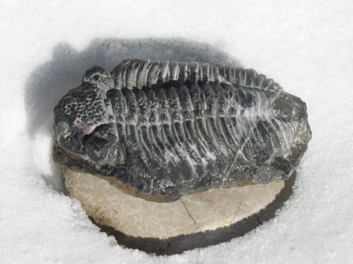 2008-6.März Trilobit v.250 Mill.J. bereits ausgestorben