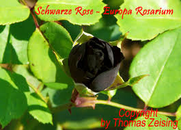 images (1)