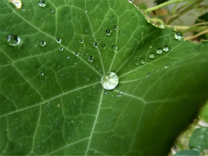 2022-08-05 Tropfen (5)