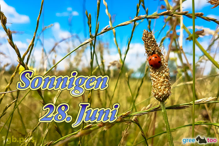 9931-000089_marienkaefer-sonnigen-28-juni_1gb.pics