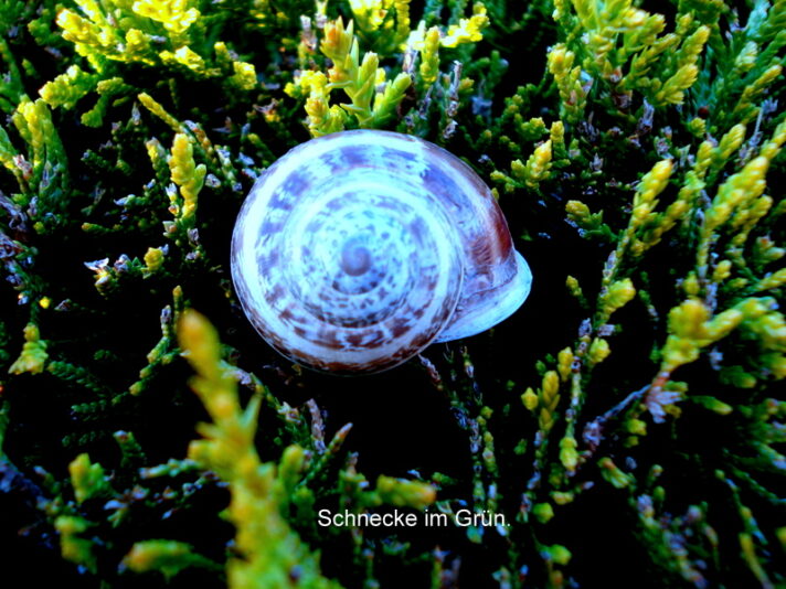 Schnecke im Grün.