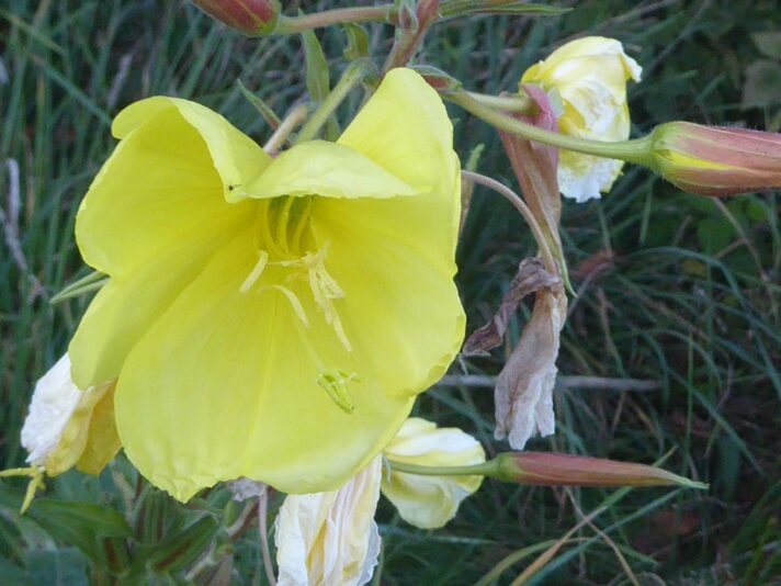 2022.9.22 Abend Kornhofen, Platz für Kunst & Kultur(26)