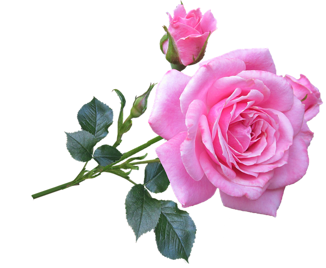 pink-2977815_640